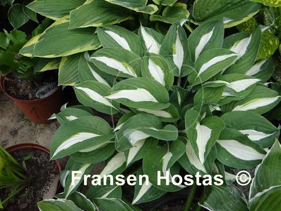 Hosta Risky Business - Fransen Hostas